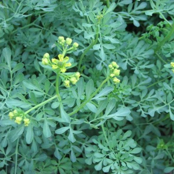 Ruta Graveolens Herb of Grace, Satap Plant